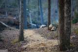 164 Water Dance Trail - Photo 17