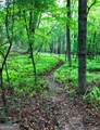 398 Dancing Trees Trail - Photo 51