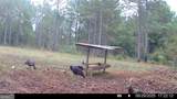 3312 Hunts Chapel Road - Photo 51