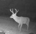 255 Frankie Lane - Photo 37