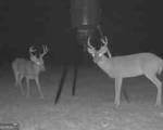 255 Frankie Lane - Photo 38