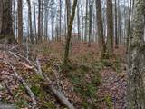 8.5 ACRES Rockbridge Road - Photo 13
