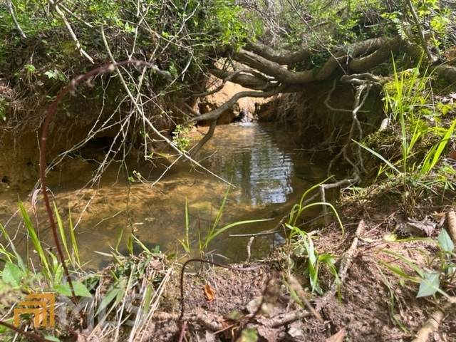 0 Shirey Dairy Tract 7 (10 Acres) - Photo 1