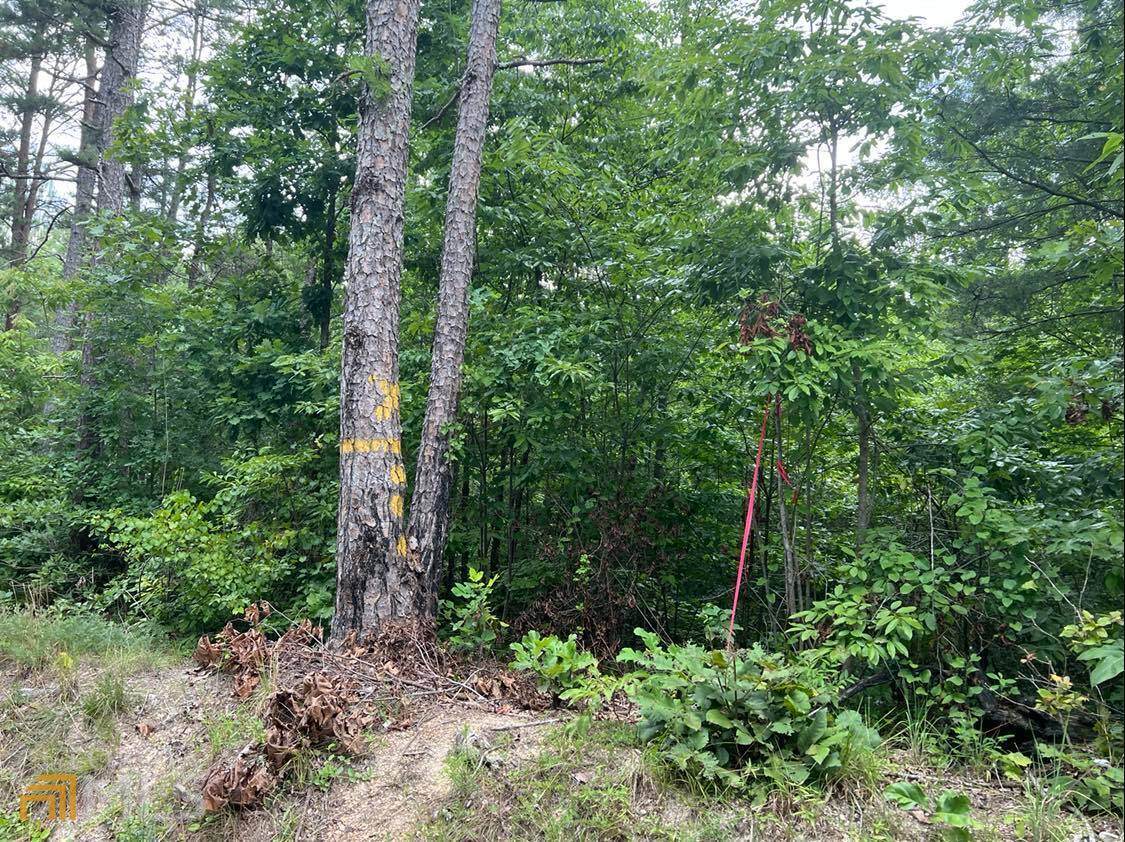 0 Mosley Springs Road - Photo 1
