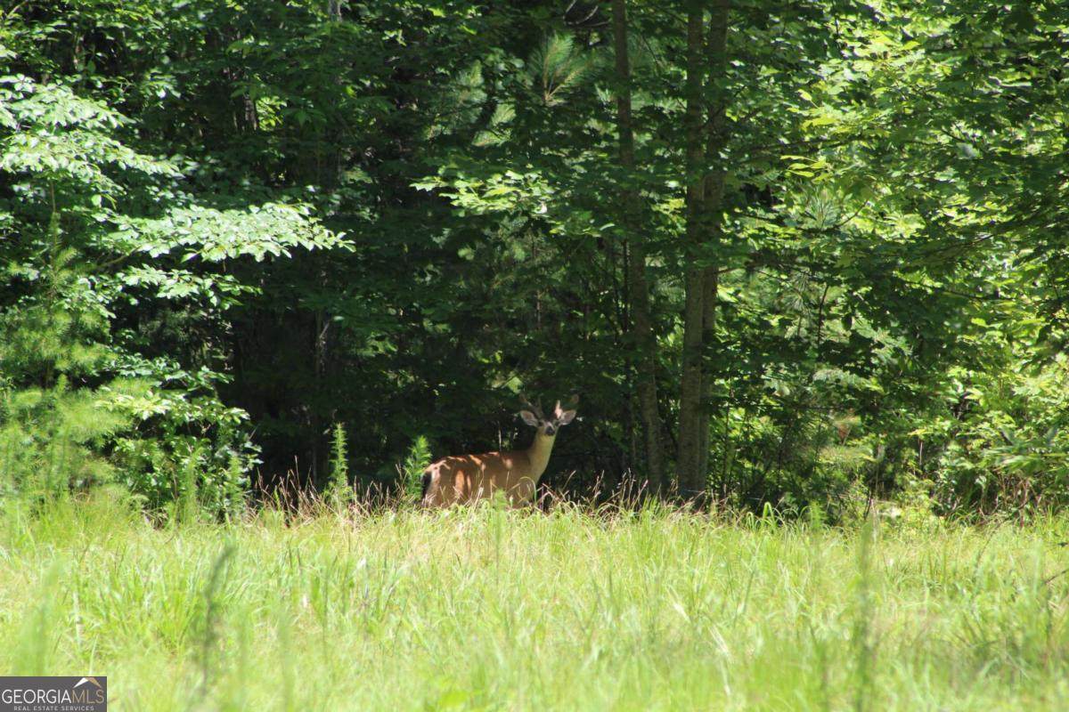 0 Jumper Drive - Photo 1