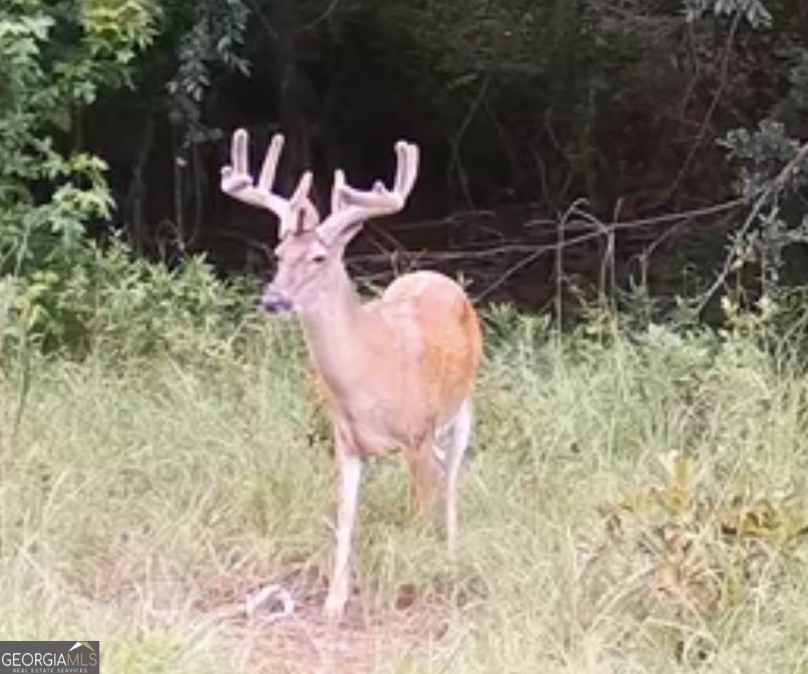 0 Abbeville Highway - Photo 1