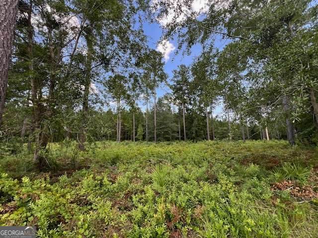 19 Windmill Palm - Photo 1