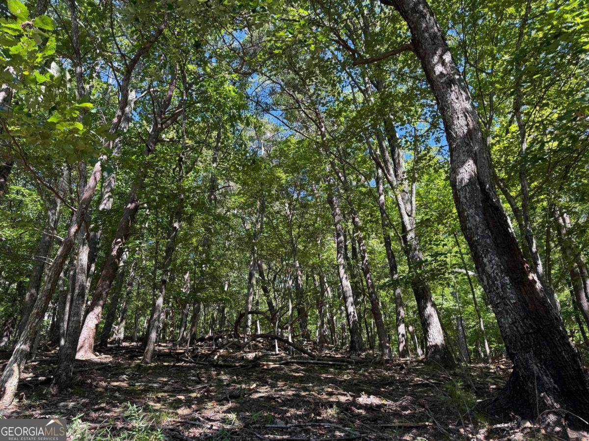 0 Moss Patch Trail - Photo 1