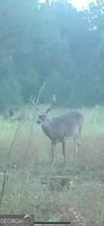 0 Mamie Graham Road - Photo 14