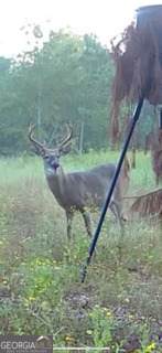 0 Mamie Graham Road - Photo 15