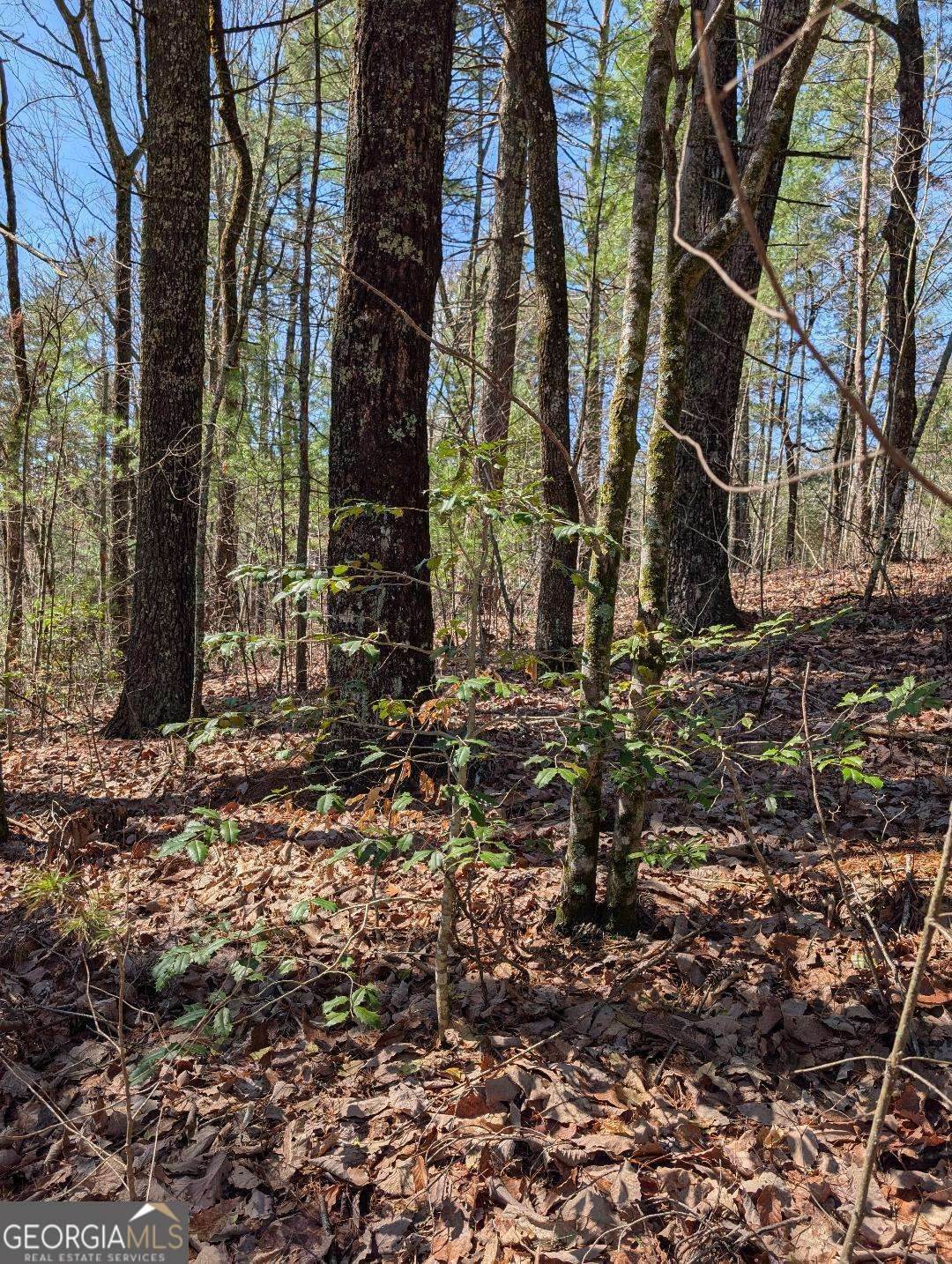 0 Amber Lane - Photo 1