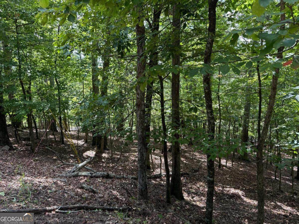 117 Tulip Tree Court - Photo 1