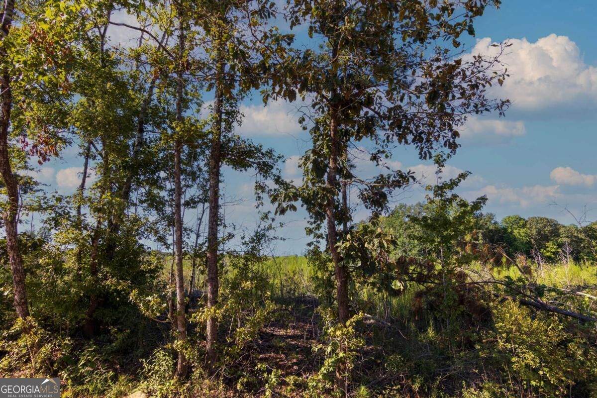 TRACT 6 Carlisle Gap Road - Photo 1