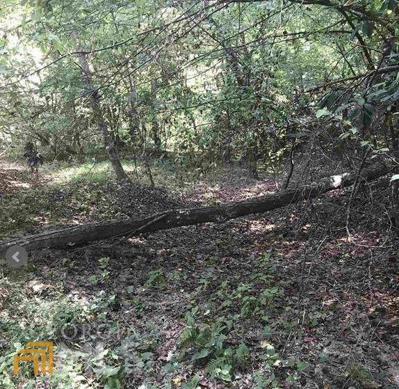 0 Wild Turkey Trail - Photo 1