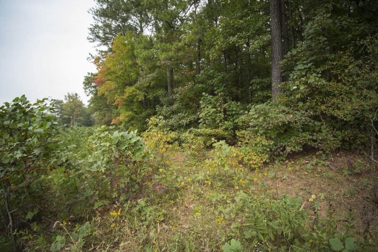 0 Jarrett Loop - Photo 1