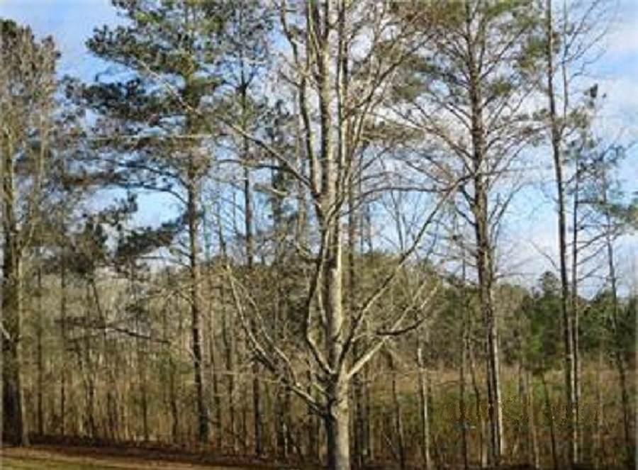 0 Gum Creek Cir - Photo 1