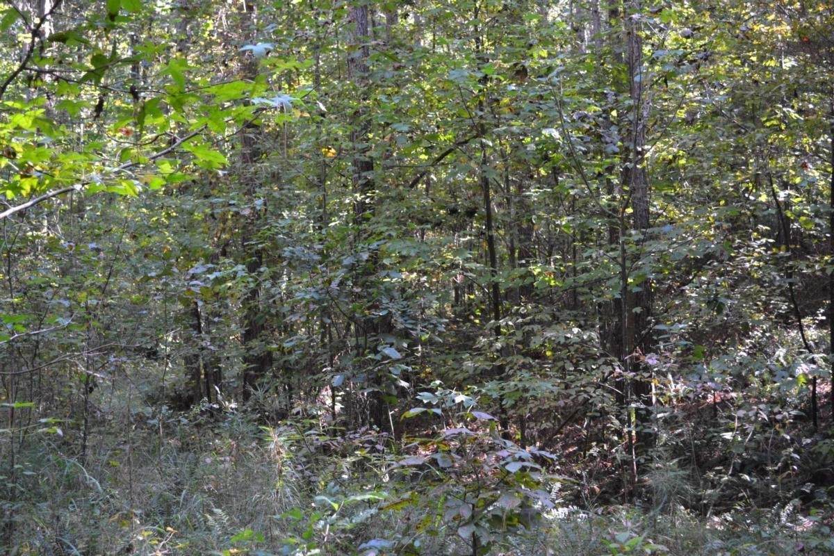 00006 Brushy Mountain Road - Photo 1