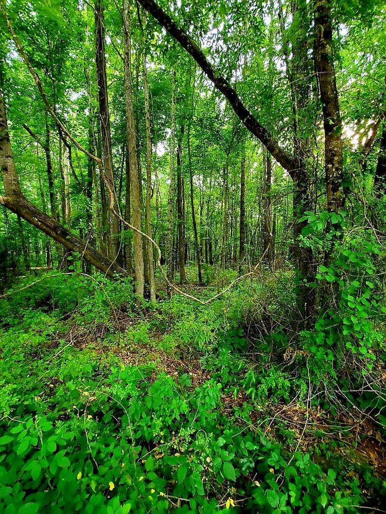 0 Miller Bottom Rd - Photo 1