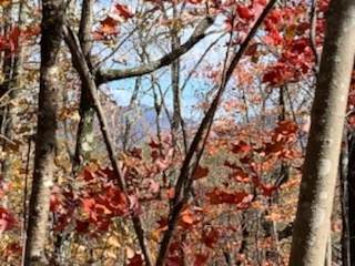 0 Logans Ridge Rd - Photo 1