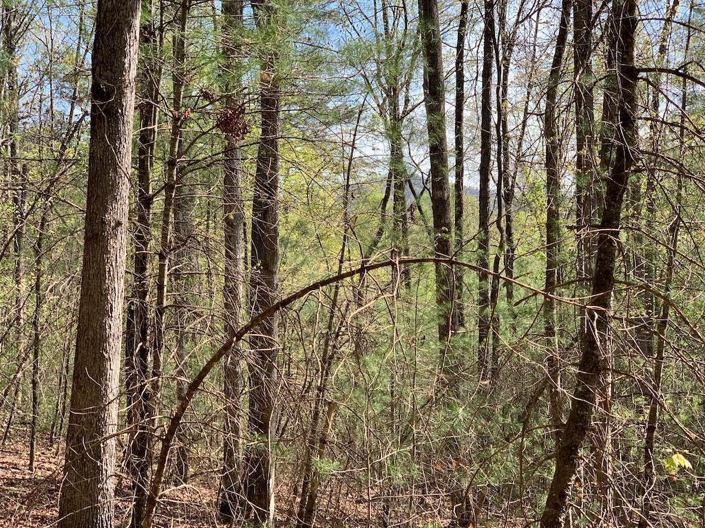 0 Dover Highlands Trl - Lt 1 Trail - Photo 1