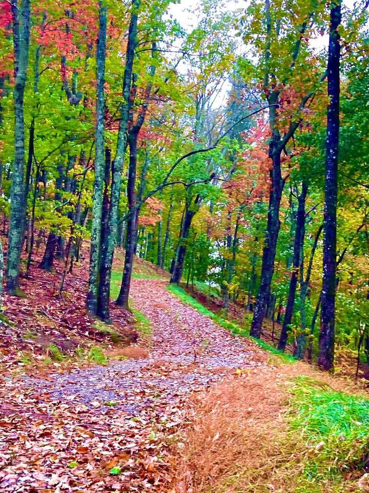 5000 Alec Mountain Road - Photo 1