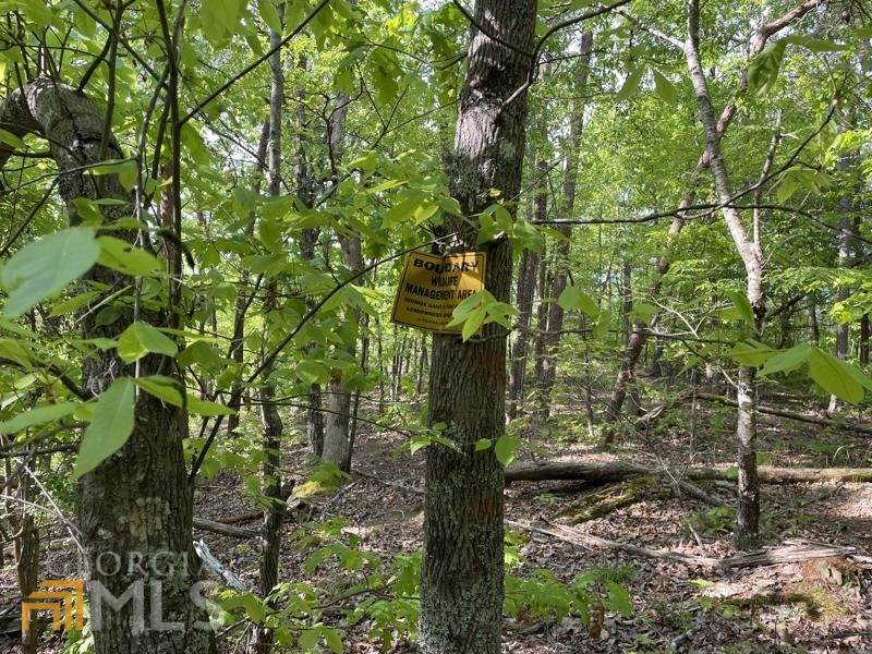 0 Muscadine - Photo 1