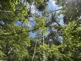 106 Dutchmans Pipe Trail - Photo 8