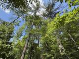 106 Dutchmans Pipe Trail - Photo 3