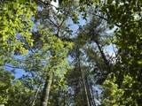 106 Dutchmans Pipe Trail - Photo 5