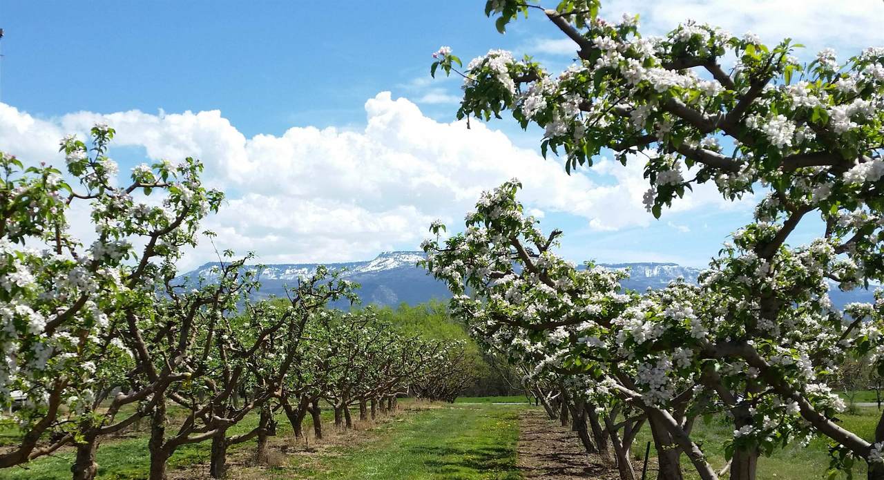 3376 C Road - Photo 1