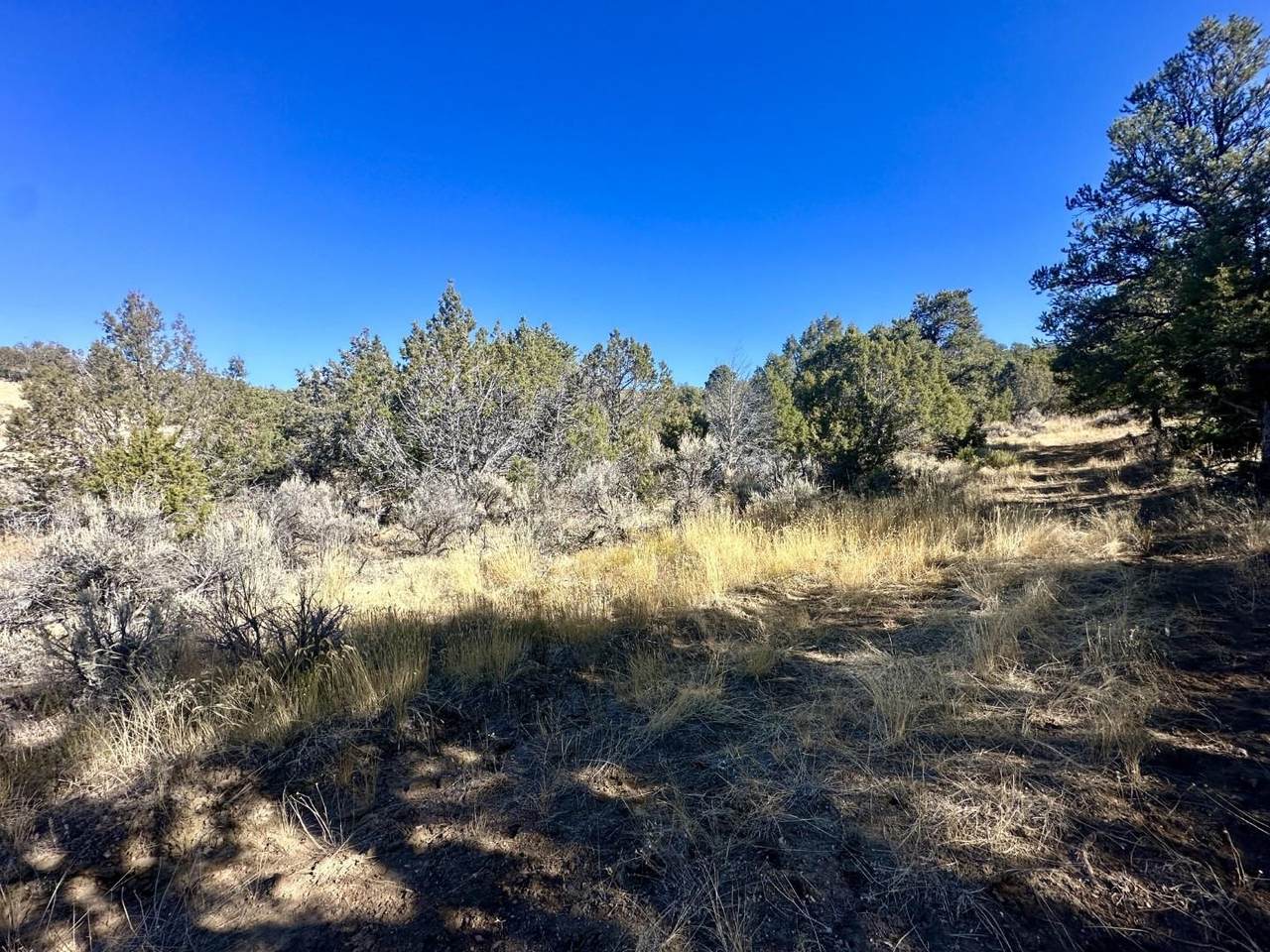 TBD Cactus Park Road - Photo 1