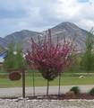 265 Meadow Drive - Photo 12