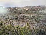 000 Currant Creek Road - Photo 25