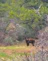 18726 Kimball Creek Road - Photo 38