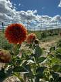 Lot 3 Solar Road - Photo 16