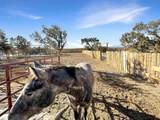 34214 Fruitland Mesa Road - Photo 38