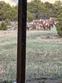50208 Coon Creek Road - Photo 7