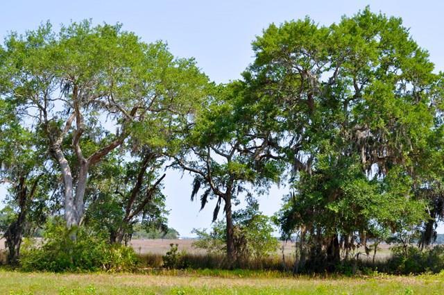 Coopers Point Drive - Photo 1