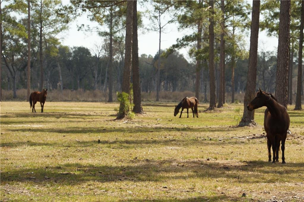 539 Green Swamp Road - Photo 1