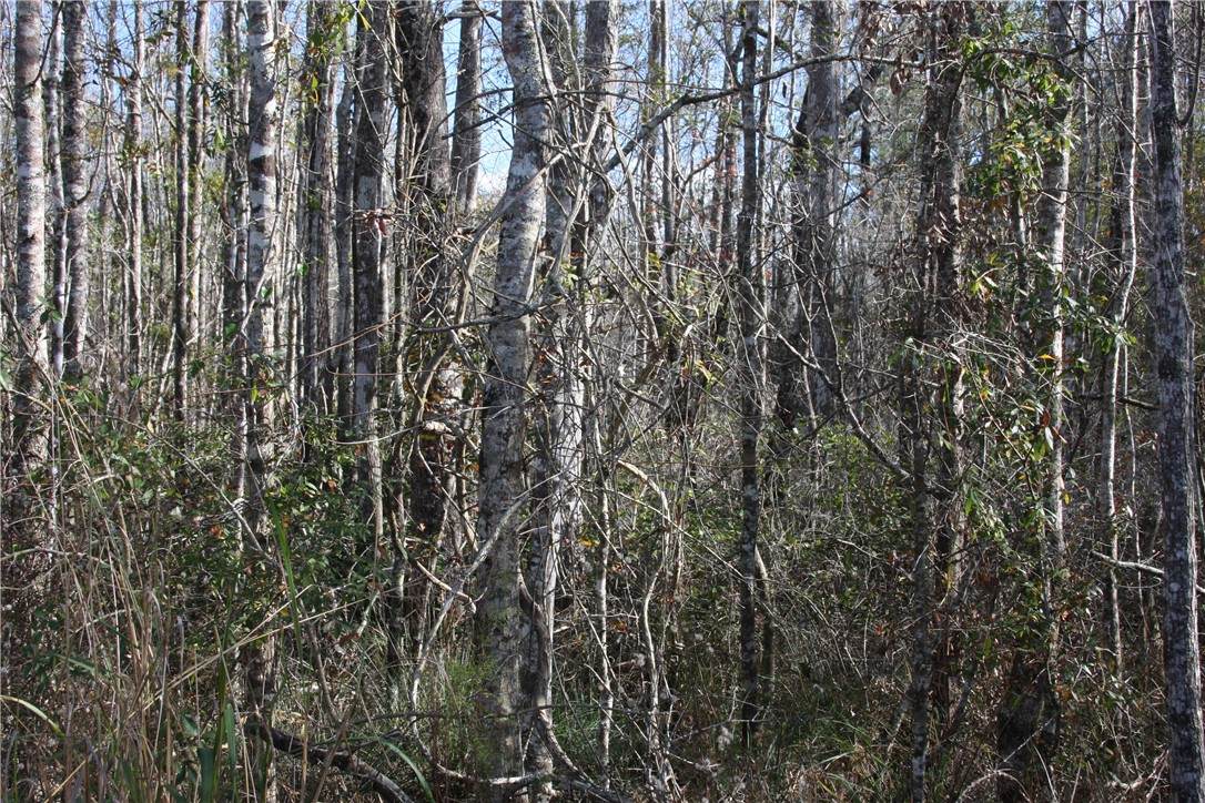 https://bt-photos.global.ssl.fastly.net/goldenisles/orig_boomver_1_1615893-2.jpg