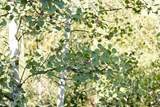 128 Gcr 702 - Photo 45