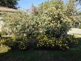 433 4th Avenue - Photo 3