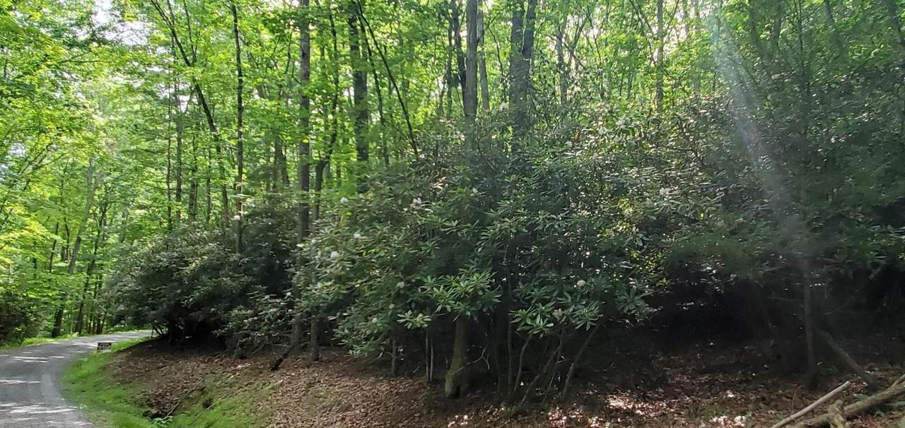 Lot #21 Northern Trail - Photo 1