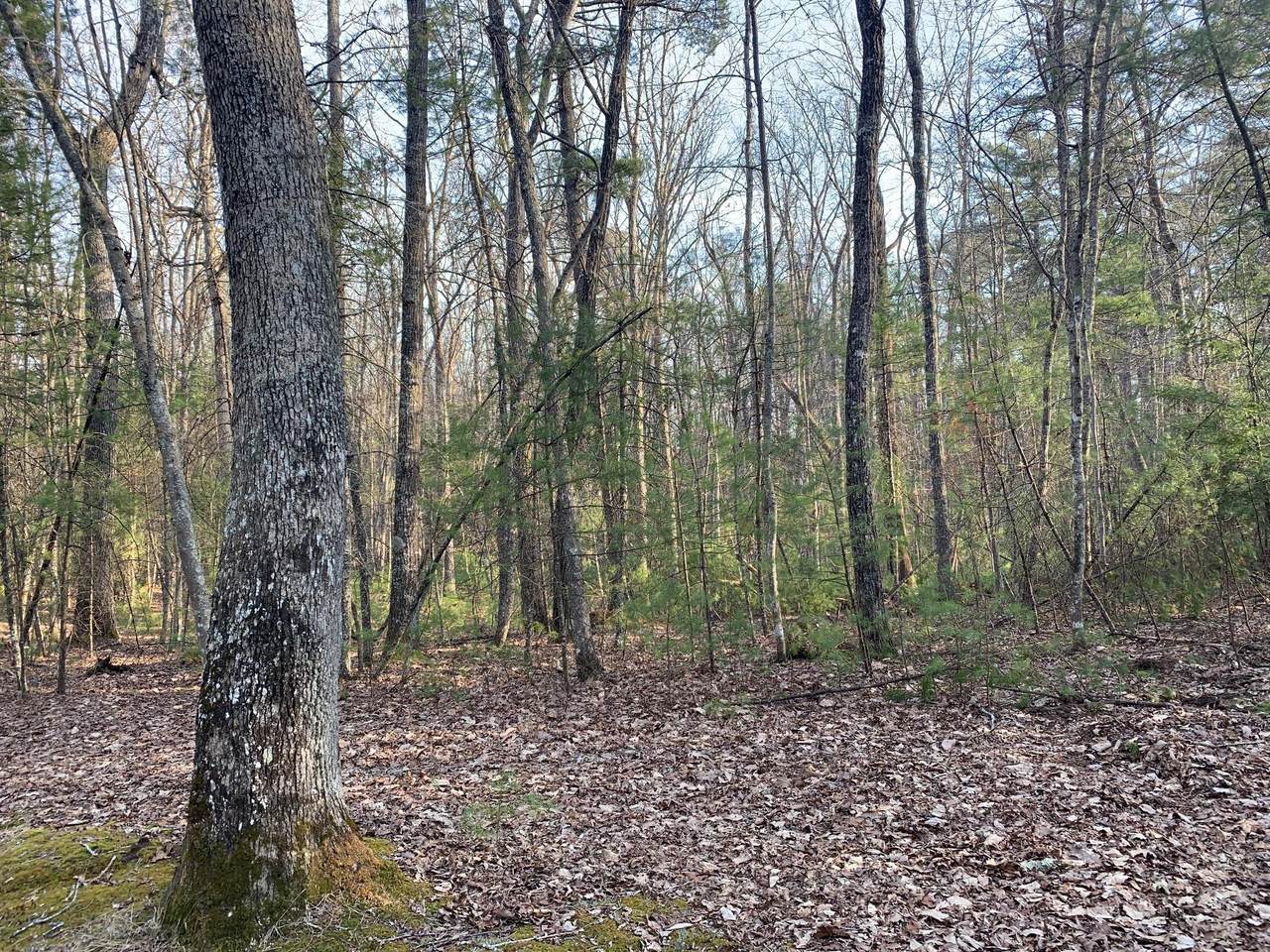 Lot 10 Highland Springs - Photo 1