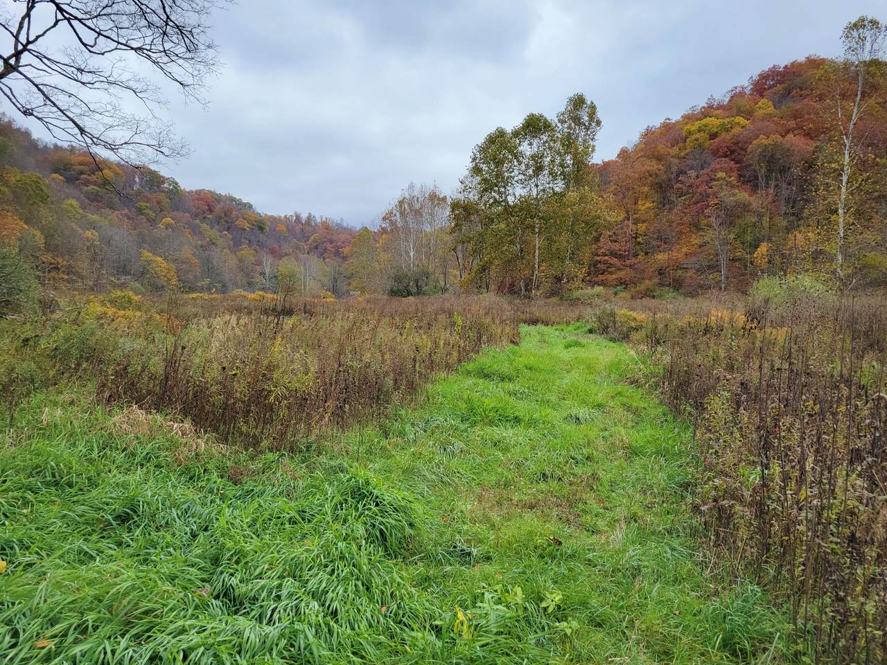 Robins Fork Rd - Photo 1