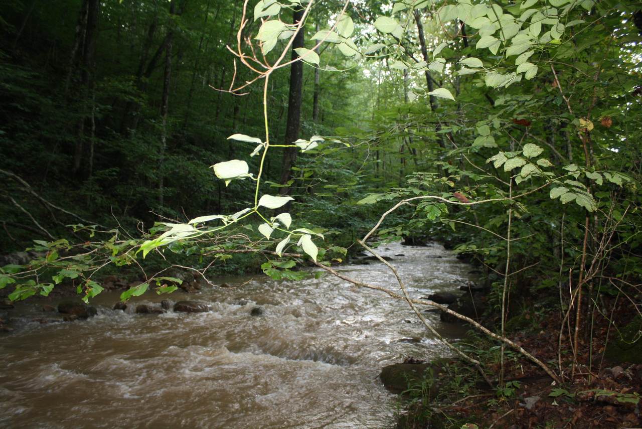 5080 Madams Creek Rd - Photo 1