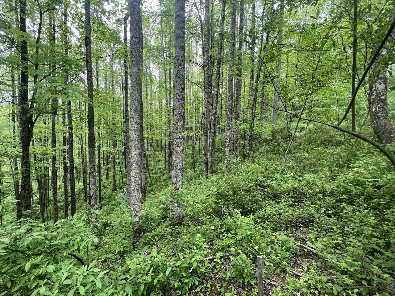 Rt 20 - Photo 1