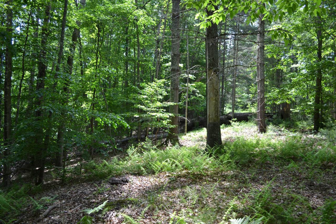 1300 Northern Trail - Photo 1