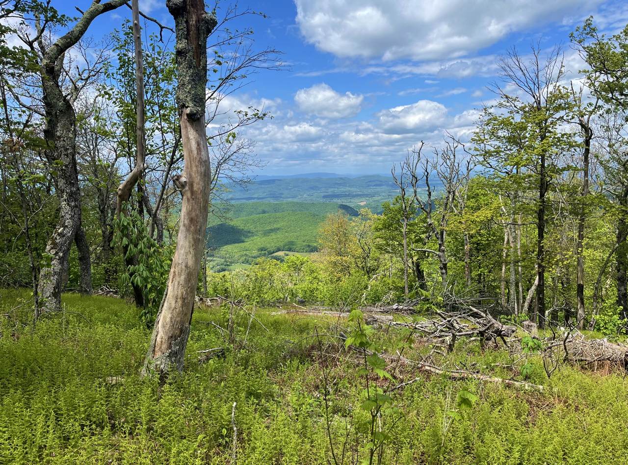 Lot 20 Peters Mountain Retreat, GAP MILLS, WV 24941 (MLS 24650