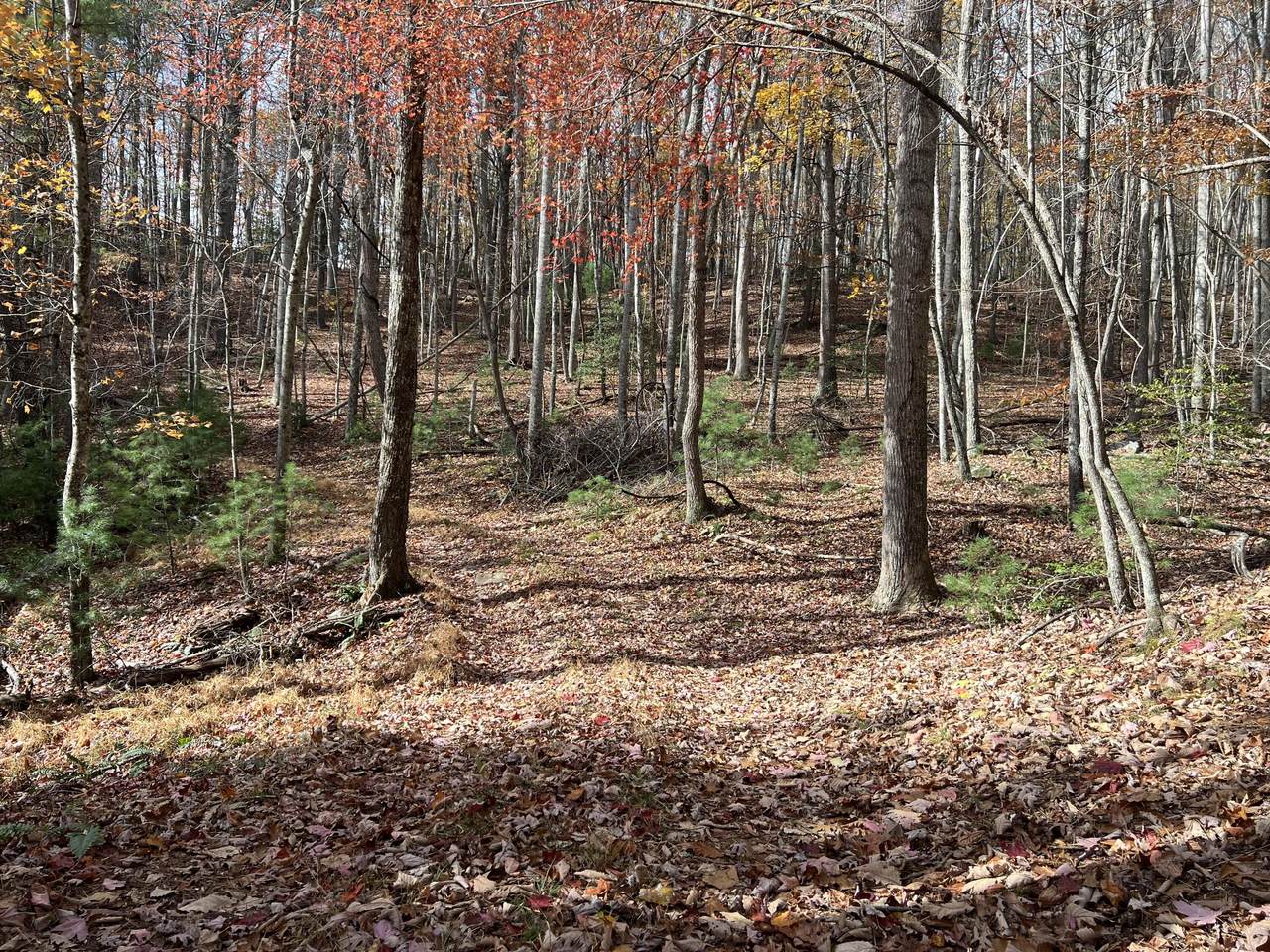  Hollywood Glace Road - Photo 1